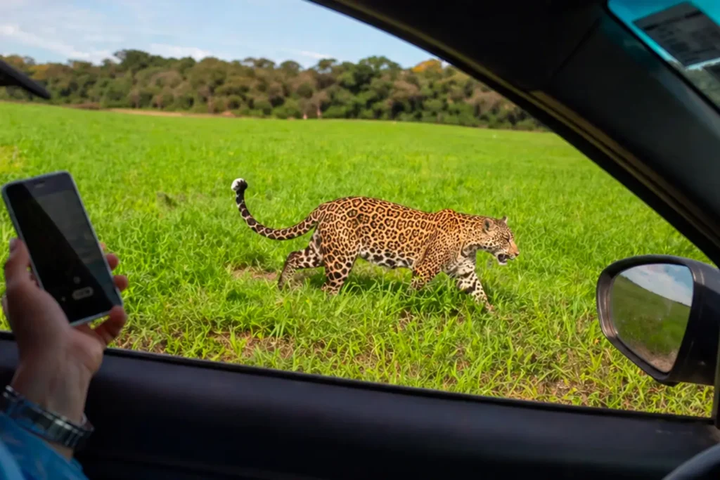 Onça-pintada surge em lavoura e acompanha fazendeiro em cena impressionante Onca pintada surge em lavoura e acompanha fazendeiro em cena impressionante