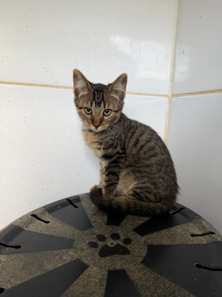 Shopping de Aracatuba realiza feira de adocao de animais 2