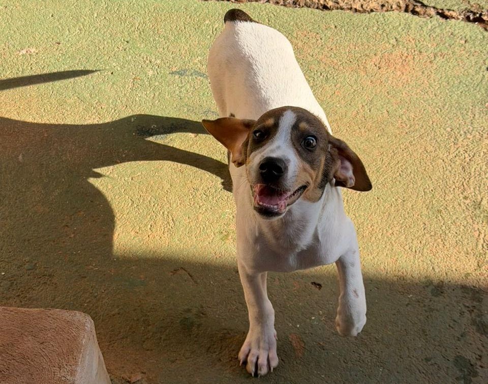 Shopping de Aracatuba realiza feira de adocao de animais 3