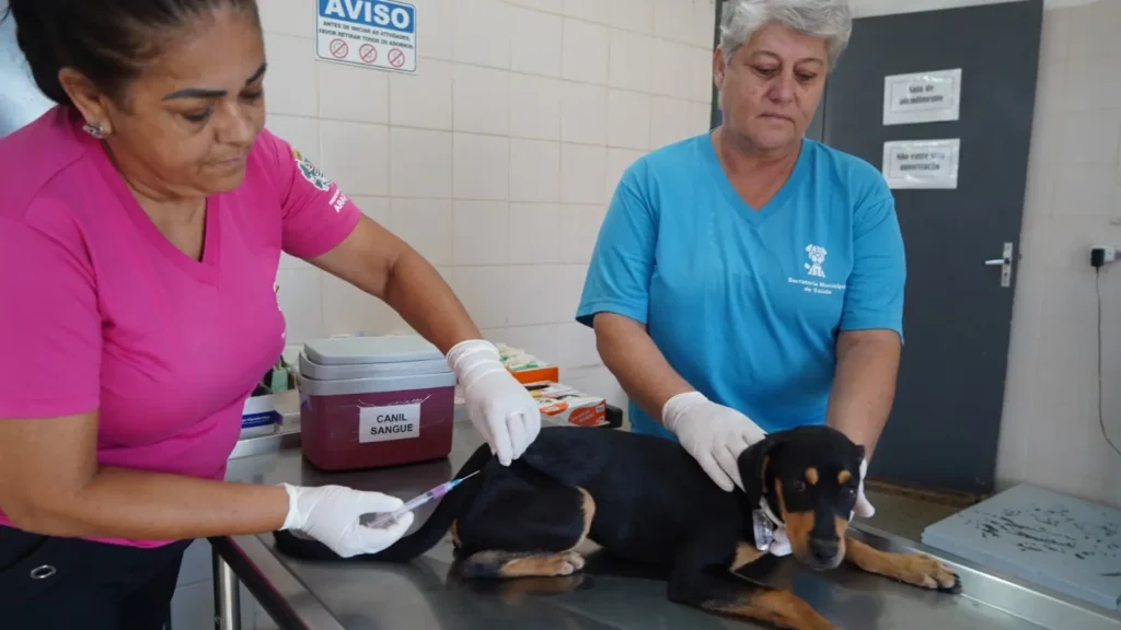 prefeitura retom vacinacao de caes e gatos