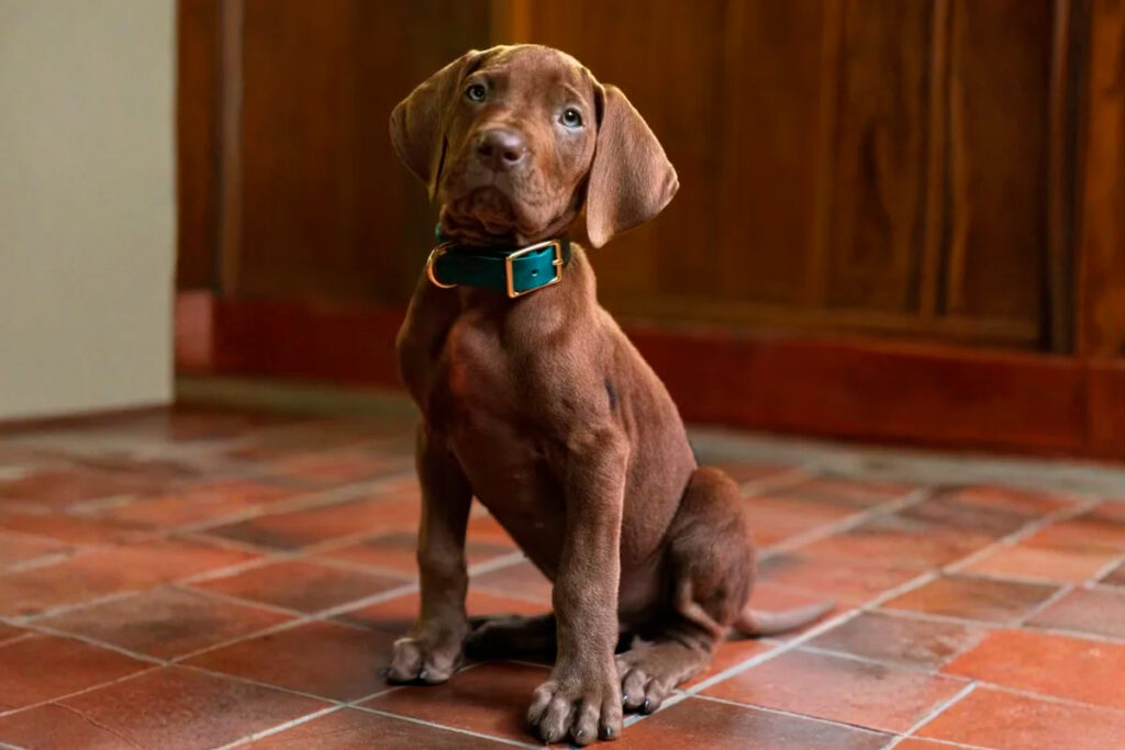 Scooby Doo Netflix revela cachorro que protagonizara novo live action em video.jpg