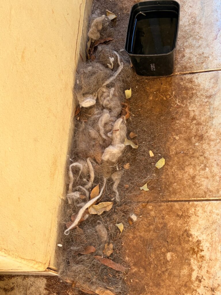 Veterinário de Araçatuba é preso por maus tratos 1 WhatsApp Image 2026 06 10 at 09.18.18 1