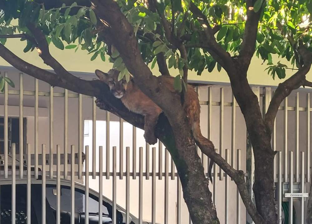 Bombeiros resgatam onça-parda de cima de uma árvore em Birigui bombeiros resgatam onca parda de cima de arvore em Birigui