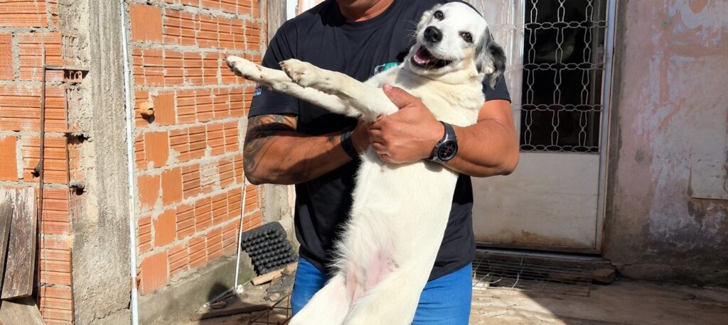 aposentado e preso suspeito de maus tratos contra animais e1785528471345