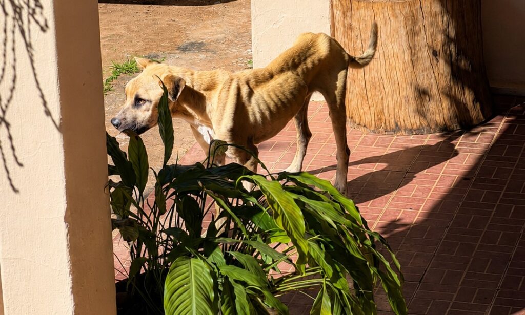 falta de abriga inviabiliza fiscalizacao de maus tratos a animais