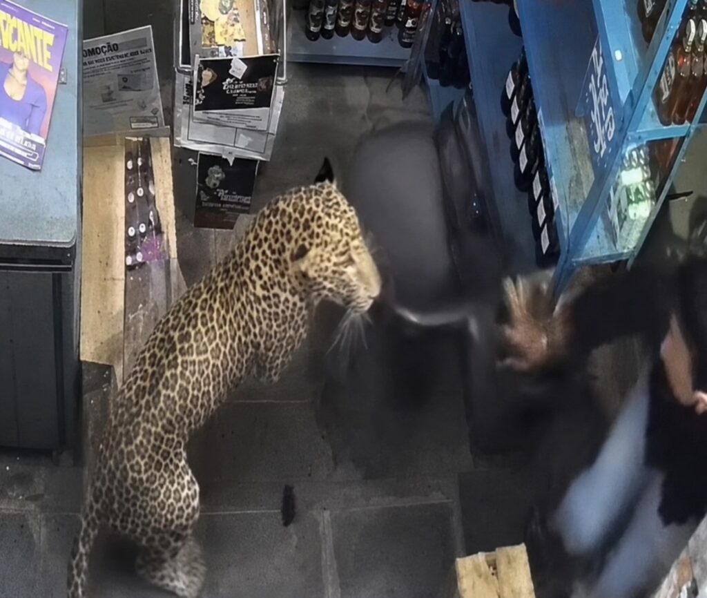 leopardo ataca homens na india