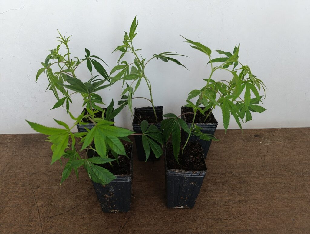 Polícia acha pés de maconha em rua de Birigui policia encontra pes de maconha na rua em Birigui