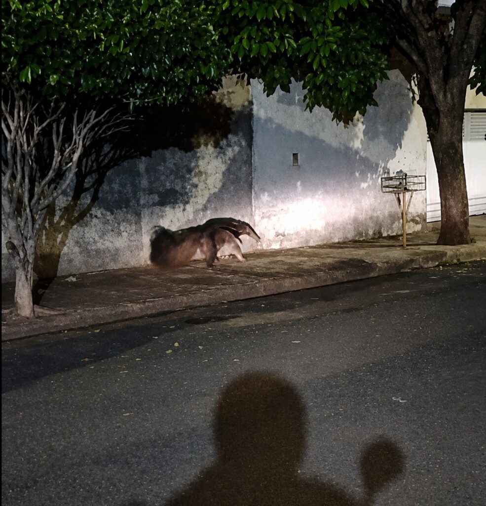 Tamanduá é flagrado em bairro de Araçatuba tamandua bandeira sao rafael aracatuba2.jpg