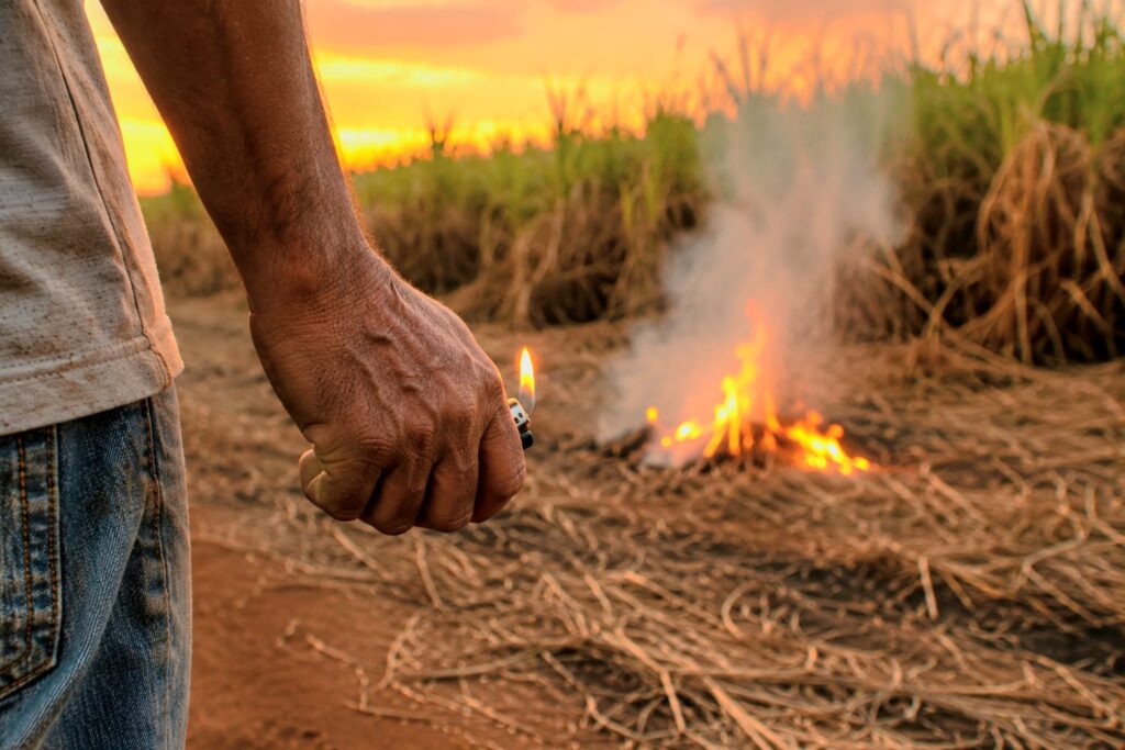 Rapaz é preso em flagrante ateando fogo em canavial com isqueiro homem e preso apos atear fogo em canavial