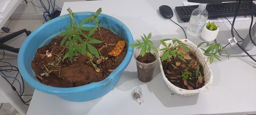 PM apreende vasos com pés de maconha em casa de Vicentinópolis homem e preso com pes de maconha em vaso em aracangua