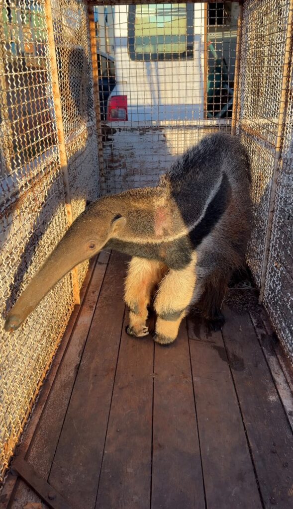 VÍDEO: tamanduá-bandeira é resgatado no recinto da festa do peão de Buritama tamandua bandeira e resgatado em recinto da festa do peao de Buritama