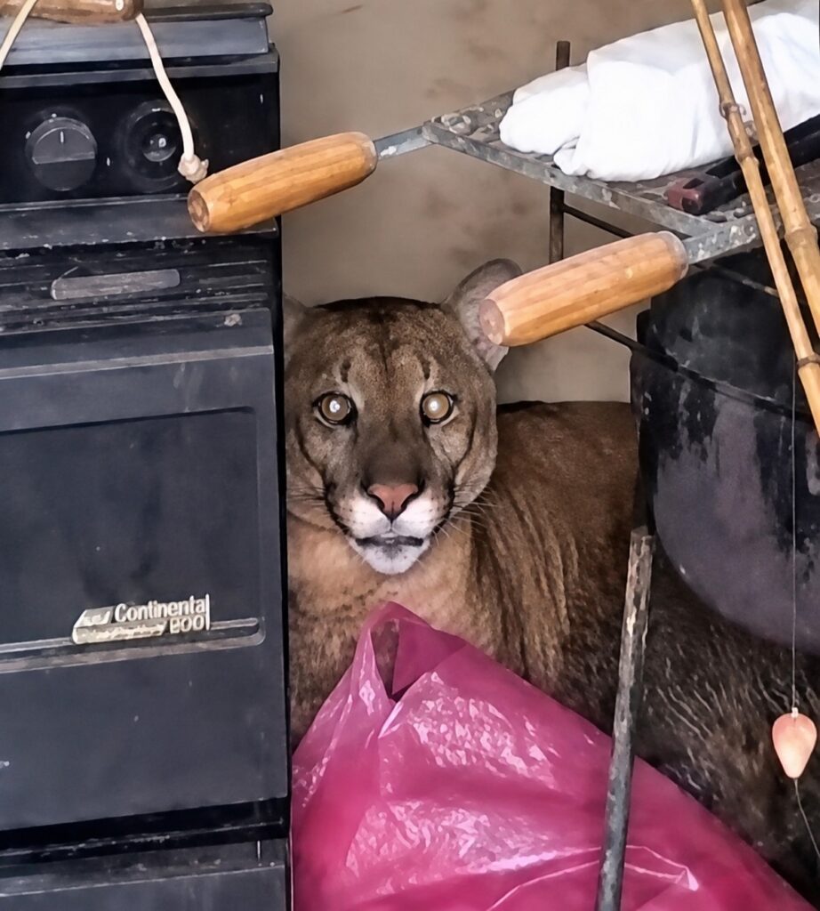 bombeiros resgatam onca parda encontrada em casa de birigui