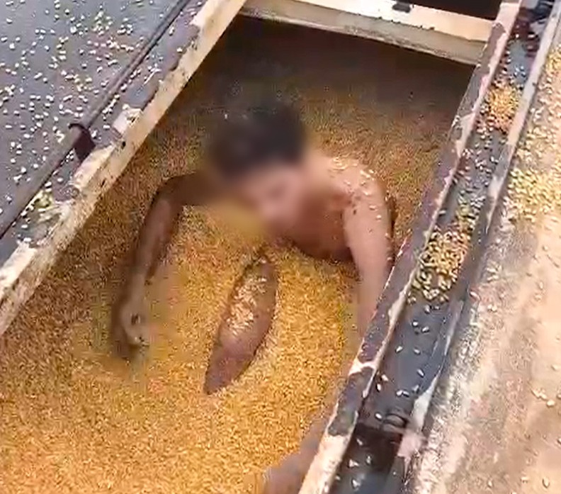 VÍDEO: Homem é preso escondido em carga de milho homem preso escondido dentro de carga de milho