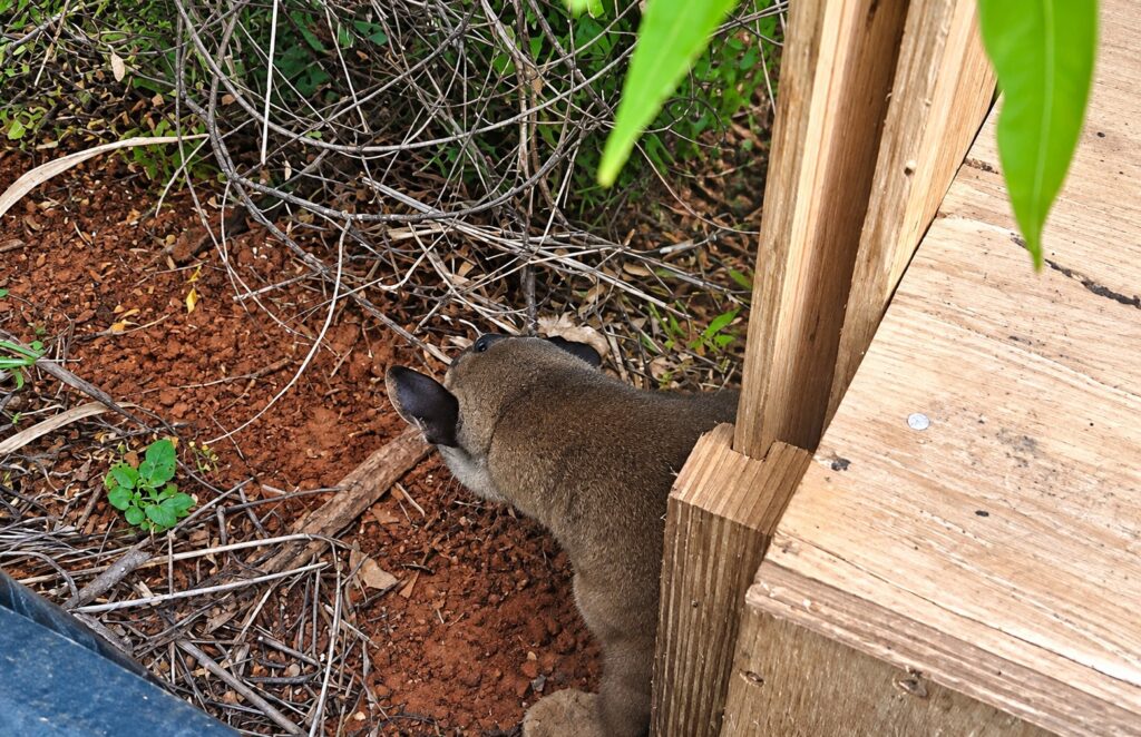 VÍDEO: Onça-parda capturada em casa de Birigui é solta em área de mata onca parda capturada dentro de casa em birigui e solta em piacatu